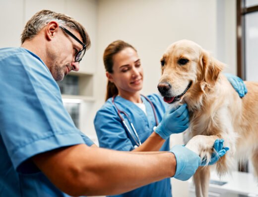 CENTREDMVET Québec