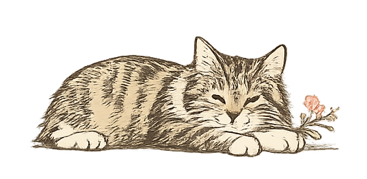 Illustration de chats — communauté MinouHub